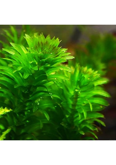 Eledoa Densa Egeria 30 Cm Akvaryum Bitkisi Canlı Bitki 5 Dal