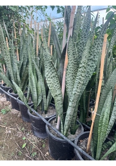 3/4 Köklü ,büyükboy Kılıç Çiçeği 100-120 Cm