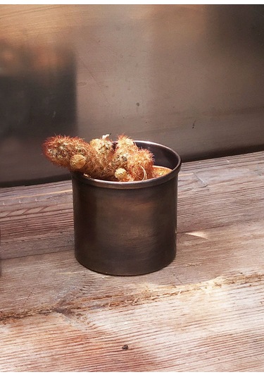 Shark Anatolia Bahar Saksı 3'lü Takım