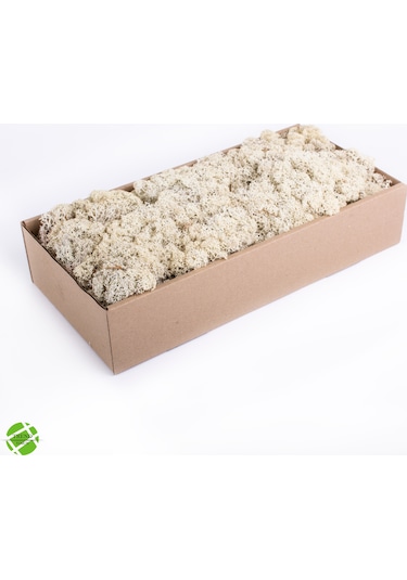 Trend Bahçe Reindeer Moss Beyaz Şoklanmış Norveç Yosunu 500 G