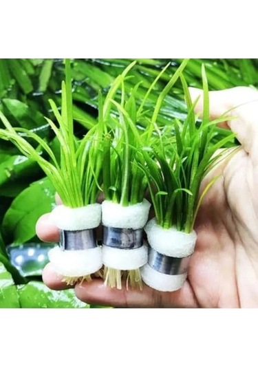 1 Bağ 2-4 Kök Akvaryum Bitkisi - Sagittaria Subulata