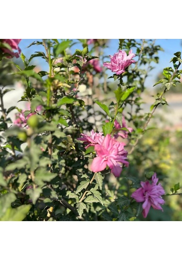 Çiçek Verir Durumda Oya Ağacı Fidanı