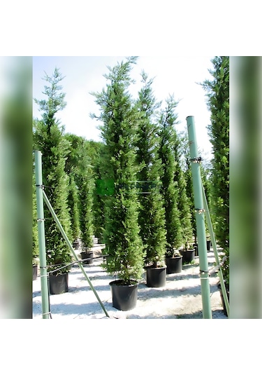 Leylandi Melez Servi Cupressus Leylandii 100-150 Cm Boyunda