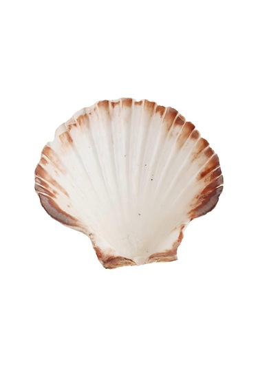 Doğal Dekoratif Deniz Kabuğu 10-12 CM 1 Adet