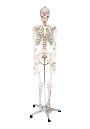 Temel Büyük İskelet Modeli 160 Cm