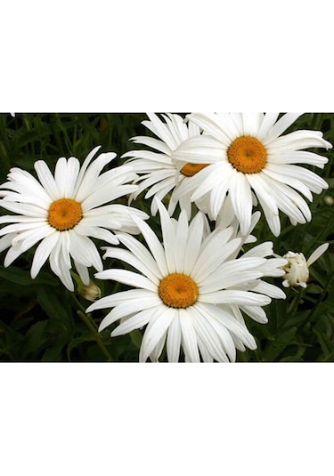 100 Adet Giant Yediveren Papatya Tohumu