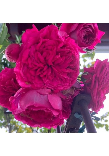 Tüplü Aşılı Yediveren Katmerli Laguna Fc Masal Gülü Fidanı