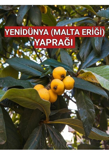 250 Gr. Yeni Dünya - Malta Eriği Yaprağı Dalından Günlük Toplama