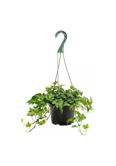 Askılı Saksıda Ingiliz Sarmaşığı Bitkisi Hedera Helix