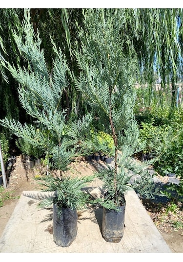 10 Adet Leylandi Siyah Tüp Torbada Ortalama 80 Cm Çit Çamı