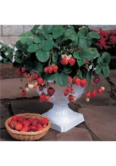 250 Adet Sweet Ann Çilek Fidanı Açık Kök Taze Söküm