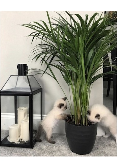 Areka Palmiyesi 20-25 Cm