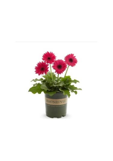 Nadir Karışık Gerbera Çiçeği Tohumu 5 Tohum Çiçek Tohumu