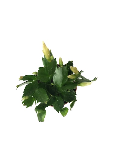 Schlumbergera 'White' (Yılbaşı Çiçeği) Ø8,5 CM Y15-20 CM