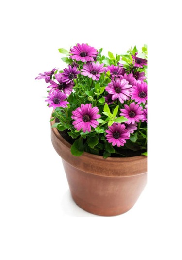 Videolu Bodrum Papatyası Mor Renkli 20 45 Cm 2 Adet Saksılı Canlı Renkli Osteospermum
