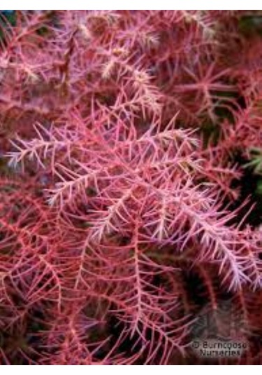 Cryptomeria Japonica Elegans Kadife Çam Fidanı 40-60 Cm Arası