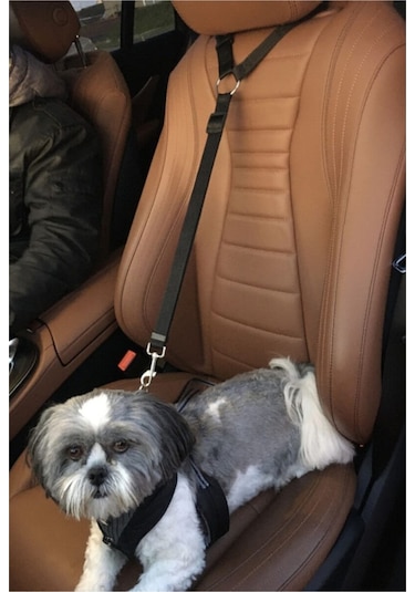 Ankaflex Kedi Köpek Araç Araba Koltuk Başlığına Takılan Oto Tasma Siyah