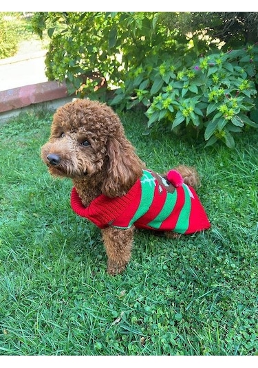 Miniş Kırmızı Xmas Deer Küçük Köpek Kazağı