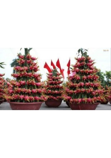 Tropikal Pitaya Tohumu Ekim Seti