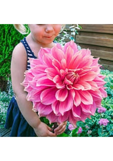 30 Adet Karışık Renkli Dahlia Yıldız Çiçeği Tohumu