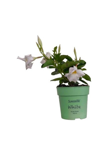 Mandavilla / Sandavilla Çiçeği Beyaz Renk