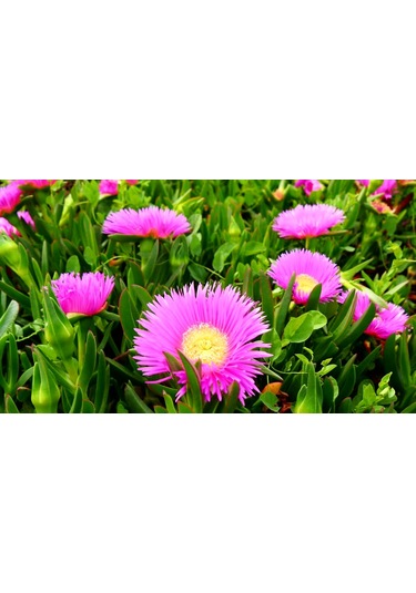 Mezar - Kabir Çiçekli Bitki Seti - 90 Adet Kaz Ayağı + 20 Kg Dolo