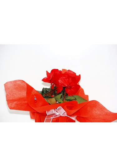 Kırmızı Siklamen Çiçeği - Yılbaşı Çiçeği Hediyelik