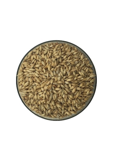 Hitit Malt Pilsner Arpa Maltı 1 KG