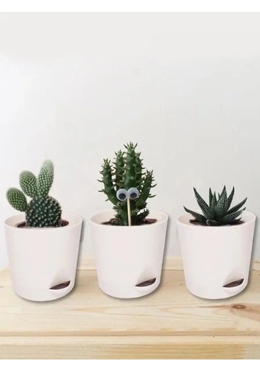 Interm Menekşeler, Sukulentler Ve Kaktüsler İçin Küçük Çiçek Saksısı 52390371