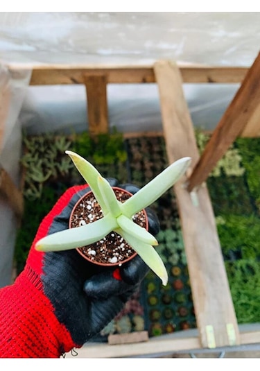 Cheiridopsis Namaquensis Sukulent Özel Tür
