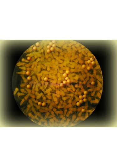 Artemia Zenginleitirici 50 G
