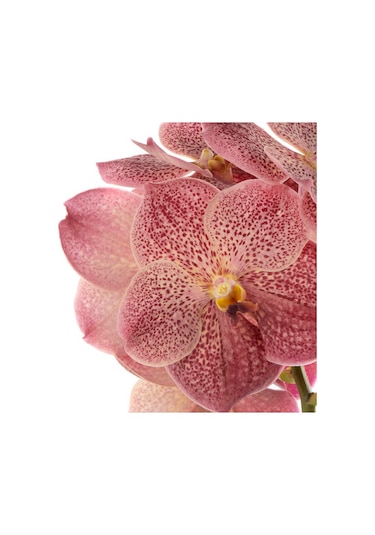 Vanda Sunanda 'leopard Coral' Vanda Orkide