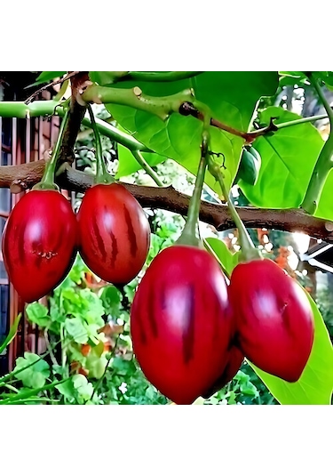 Tamarillo 70-100 Cm Tüplüdür
