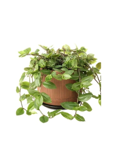 Tradescantia Flumensis Telgraf Çiçeği Fidesi 5 Adet