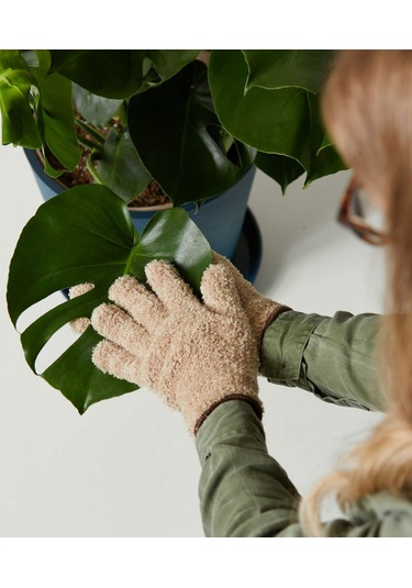 Deve Tabanı Monstera - Hediyelik Ev Ofis Bitkisi