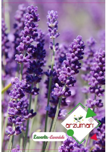 Arzuman Lavanta Çiçeği Tohumu 100 Adet