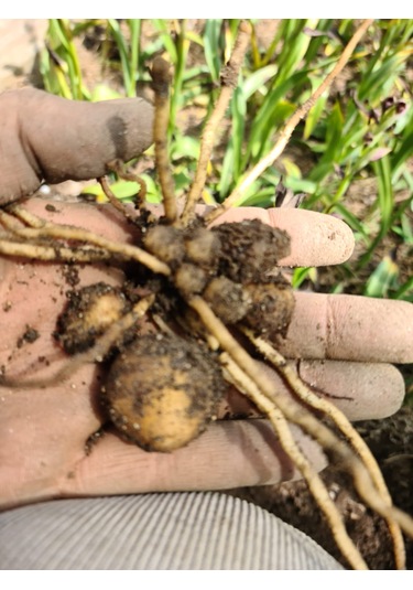 Dogal Salep Fidanı 4 Kg Serapies