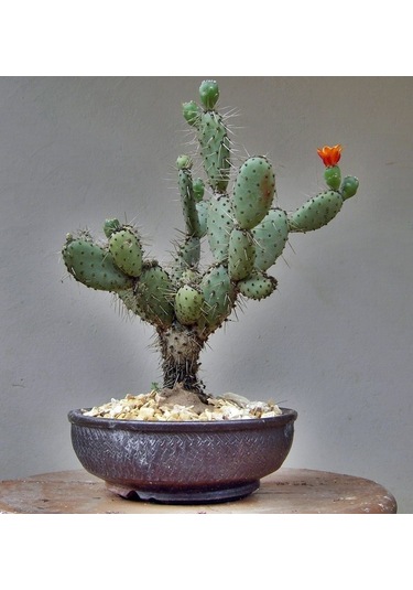 Opuntia Hint İnciri Tohumu Opuntia Bonsai