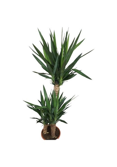 3 Lü Üçlü Yukka Bitkisi 140-150 Cm Uzunluğunda