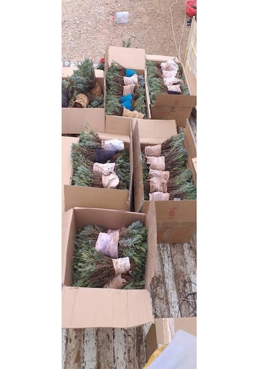 40 Ad. Açık Köklü Intermedia Lavanta Fidanı Fidesi