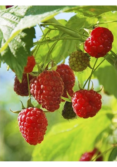 Bellaberry Ahududu Fidanı Raspberry Fidanı
