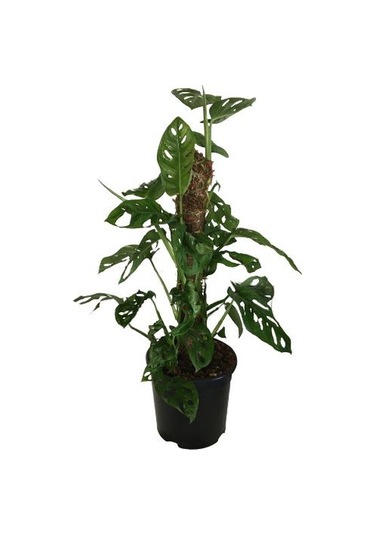 Monstera Obliqua - Sarmaşık Cins Deve Tabanı 80-100 Cm