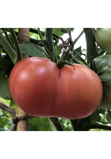 Atalık Pembe Köy Domatesi Tohumu