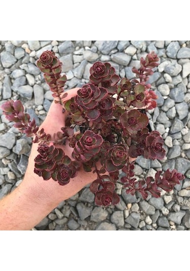 Kırmızı Sedum 15 Adet - Yer Örtücü Çok Yıllık Bitki