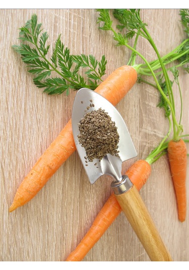 Havuç Tohumu Yağı Ve Üzüm Çekirdeği Yağı 2 X 20 Ml - %100 Soğuk Sıkım Saf 20 ML