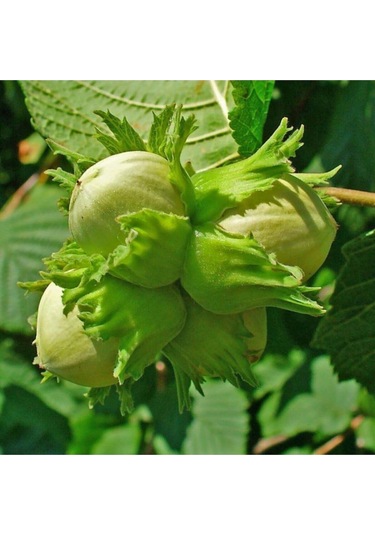 5 Adet Tohum Nadir Fındık Ağacı Tohumu Organik Bahçe Karadeniz Fındık Ağaç Tohumları..