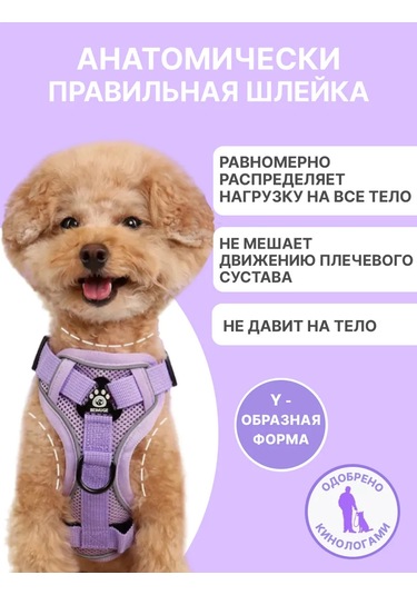 Tori Küçük Ve Orta Irklar İçin Tasmalı Köpek Kayışı Ve Kedi Şeridi 481276812