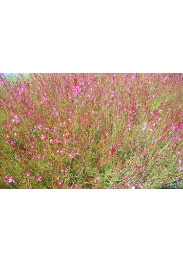 Gaura Çiçeği 5 Adet - Çok Yıllık Dış Mekan Çiçeği