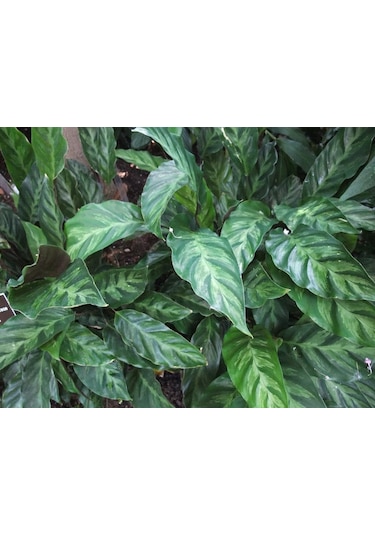 Calathea Louisae - Dua Çiçeği Kaladya - Ev Ofis Salon Iç Mekan Bitkisi - 40 Cm