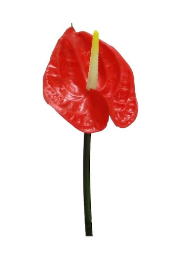 Yapay Antoryum Çiçeği Canlı Dokunuş Kırmızı 40 Cm-9974